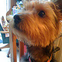 Scruff, a male Yorkshire Terrier